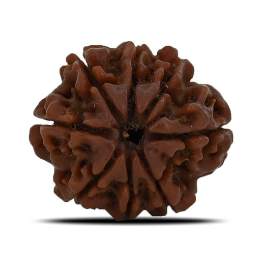 8 Mukhi Rudraksha (Nepal) 23.43 MM