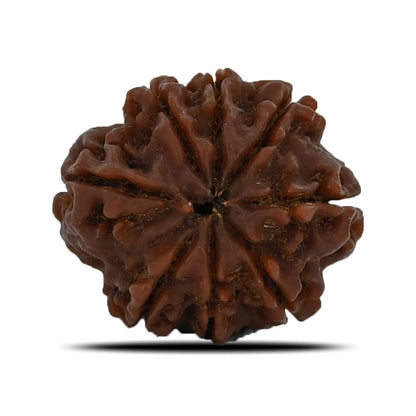 8 Mukhi Rudraksha (Nepal) 23.43 MM