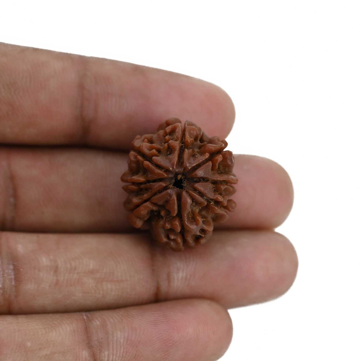 8 Mukhi Rudraksha (Nepal) 23.43 MM