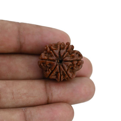 8 Mukhi Rudraksha (Nepal) 23.43 MM