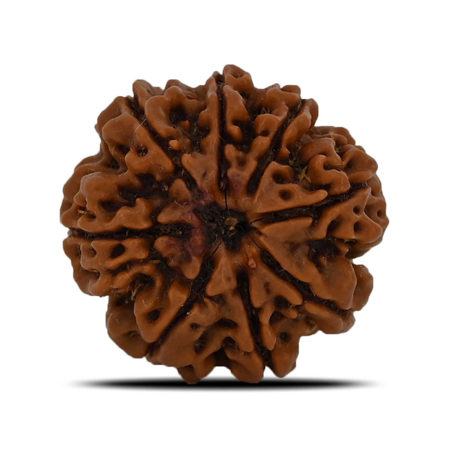 8 Mukhi Rudraksha (Nepal) 23.15 MM