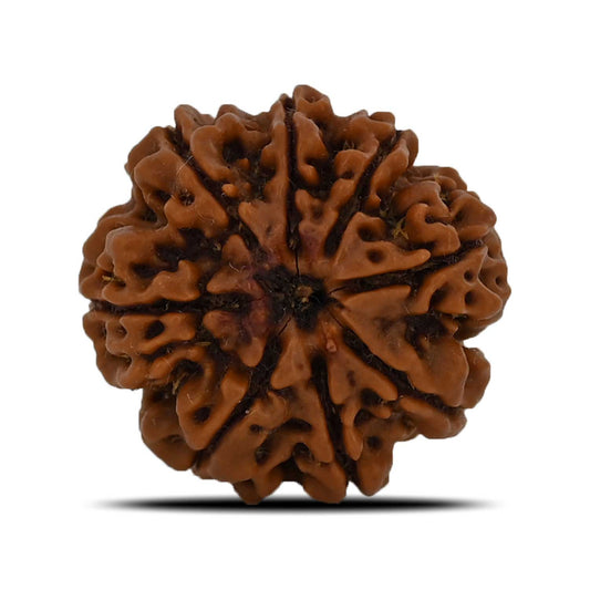8 Mukhi Rudraksha (Nepal) 23.15 MM
