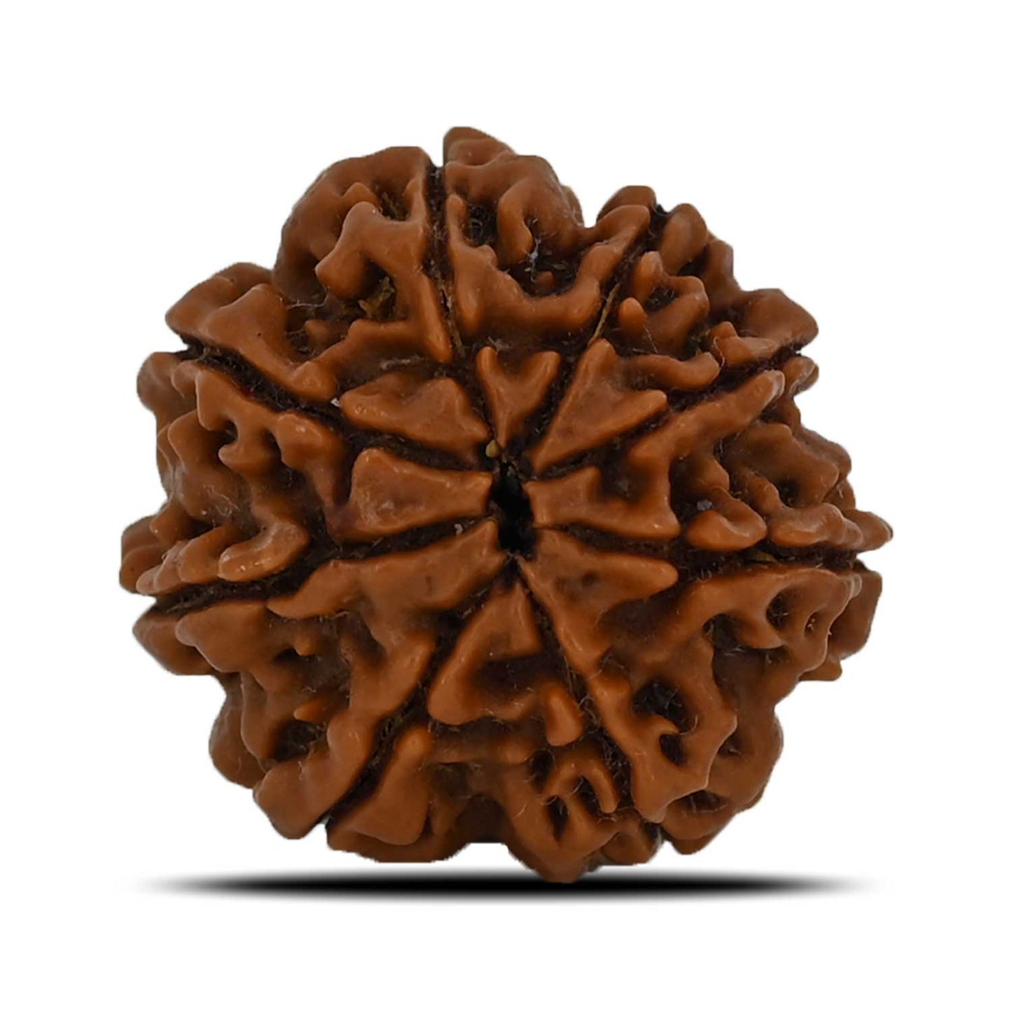 8 Mukhi Rudraksha (Nepal) 23.15 MM