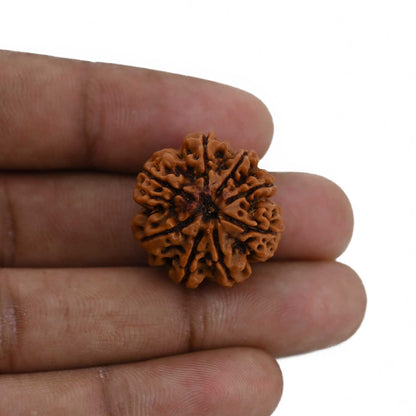 8 Mukhi Rudraksha (Nepal) 23.15 MM