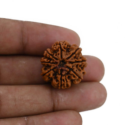 8 Mukhi Rudraksha (Nepal) 23.15 MM