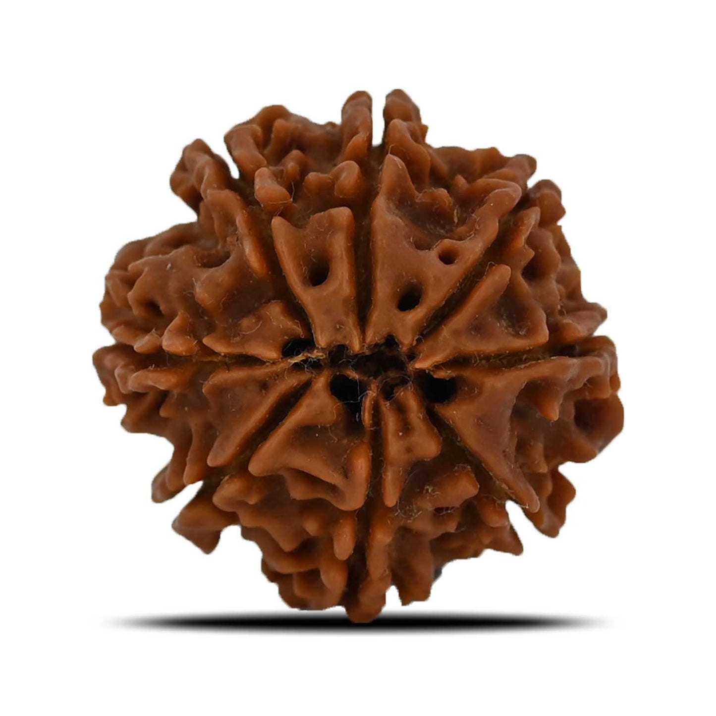 8 Mukhi Rudraksha (Nepal) 23.9 MM