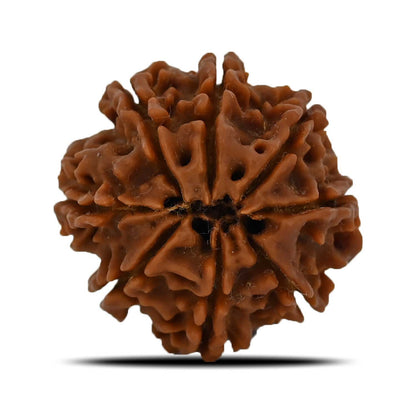 8 Mukhi Rudraksha (Nepal) 23.9 MM