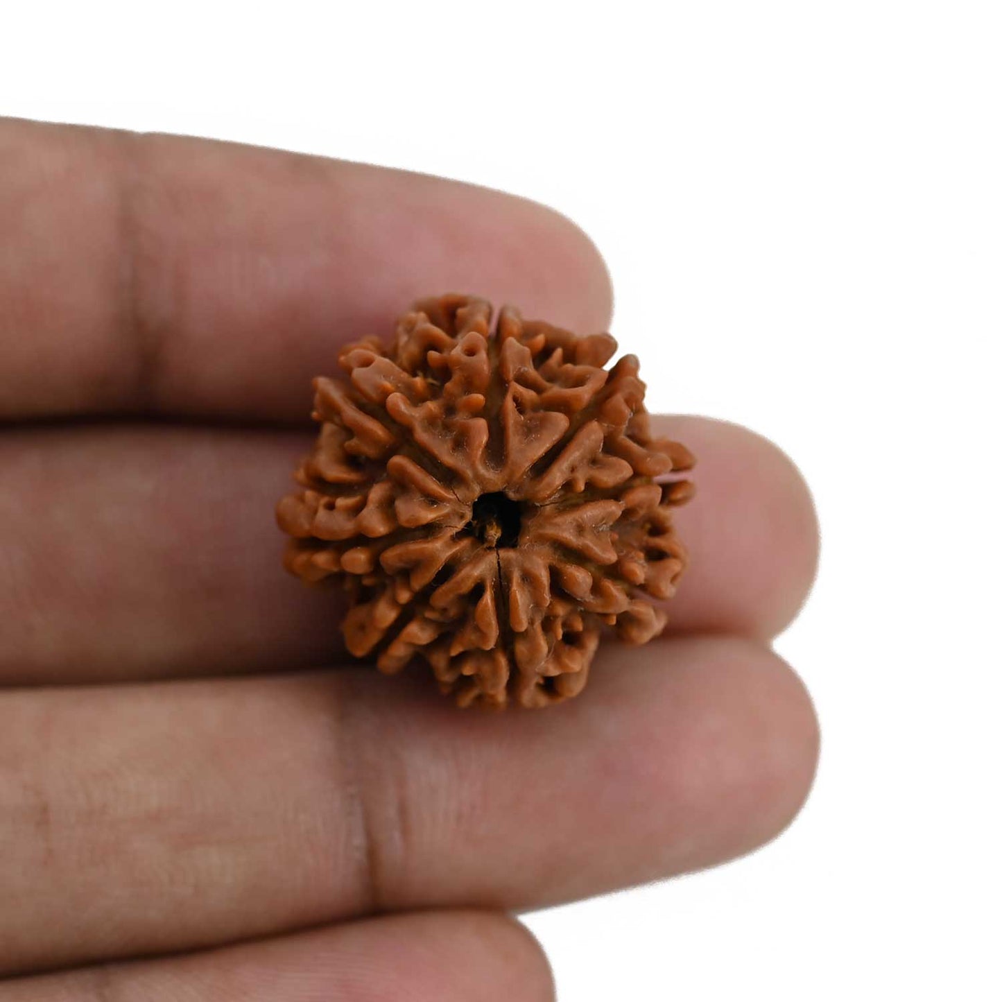 8 Mukhi Rudraksha (Nepal) 23.9 MM