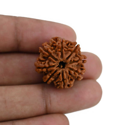 8 Mukhi Rudraksha (Nepal) 23.9 MM