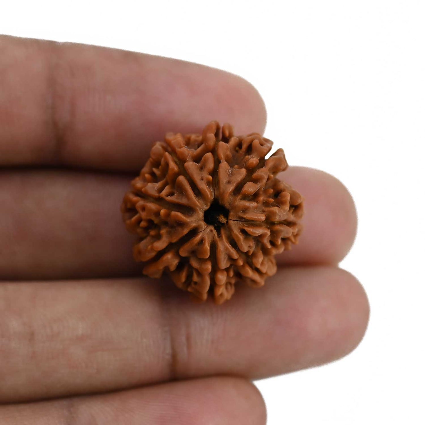 8 Mukhi Rudraksha (Nepal) 23.9 MM