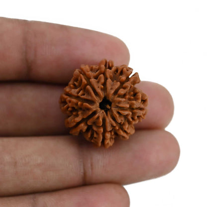 8 Mukhi Rudraksha (Nepal) 23.9 MM