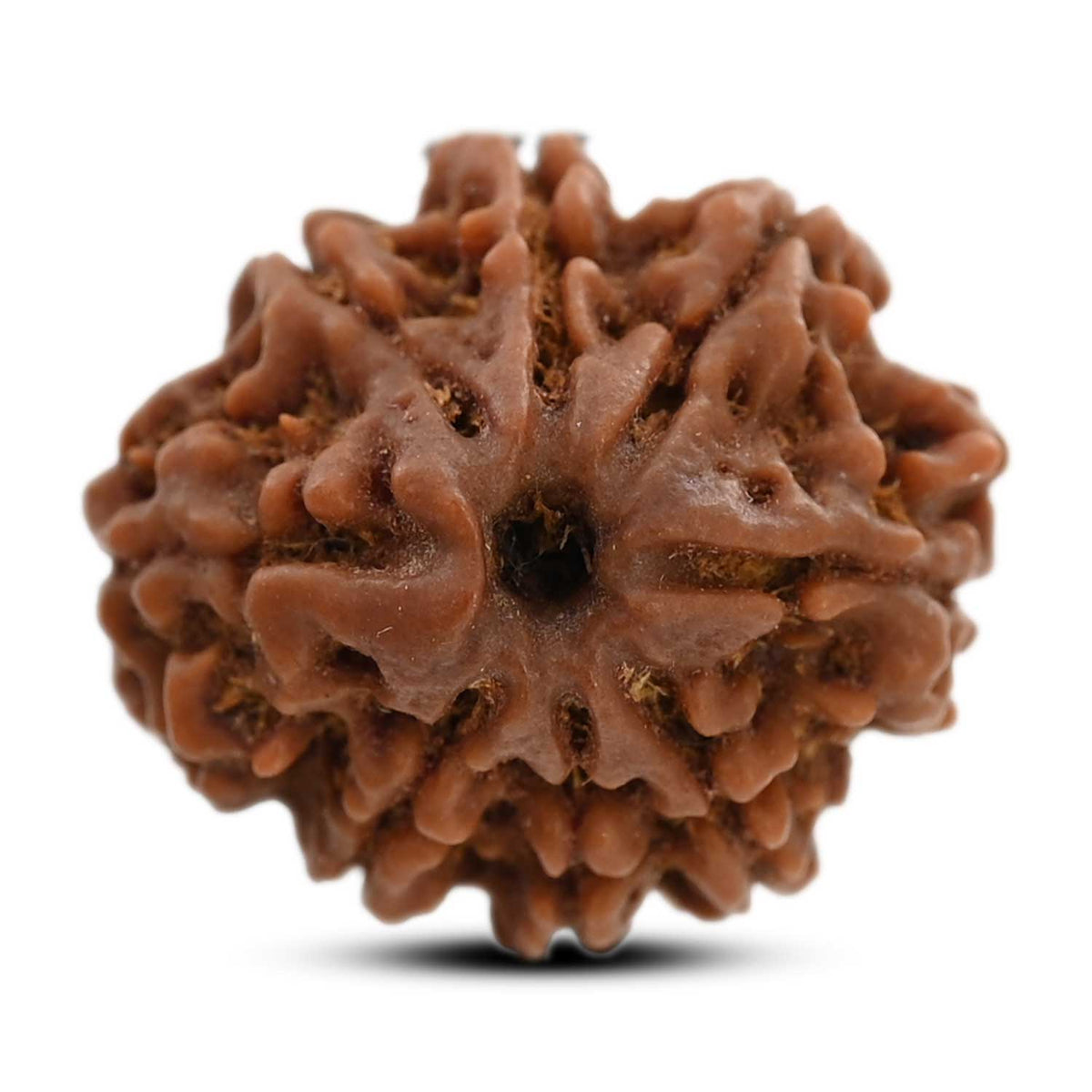 8 Mukhi Rudraksha (Nepal) 21.3 M.M.