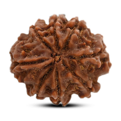 8 Mukhi Rudraksha (Nepal) 21.3 M.M.