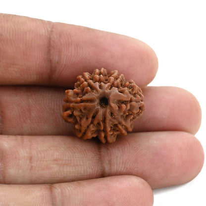 8 Mukhi Rudraksha (Nepal) 21.3 M.M.