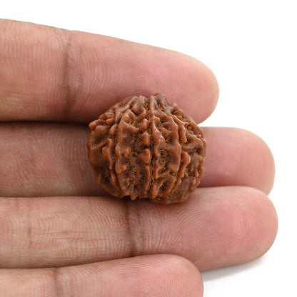 8 Mukhi Rudraksha (Nepal) 21.3 M.M.