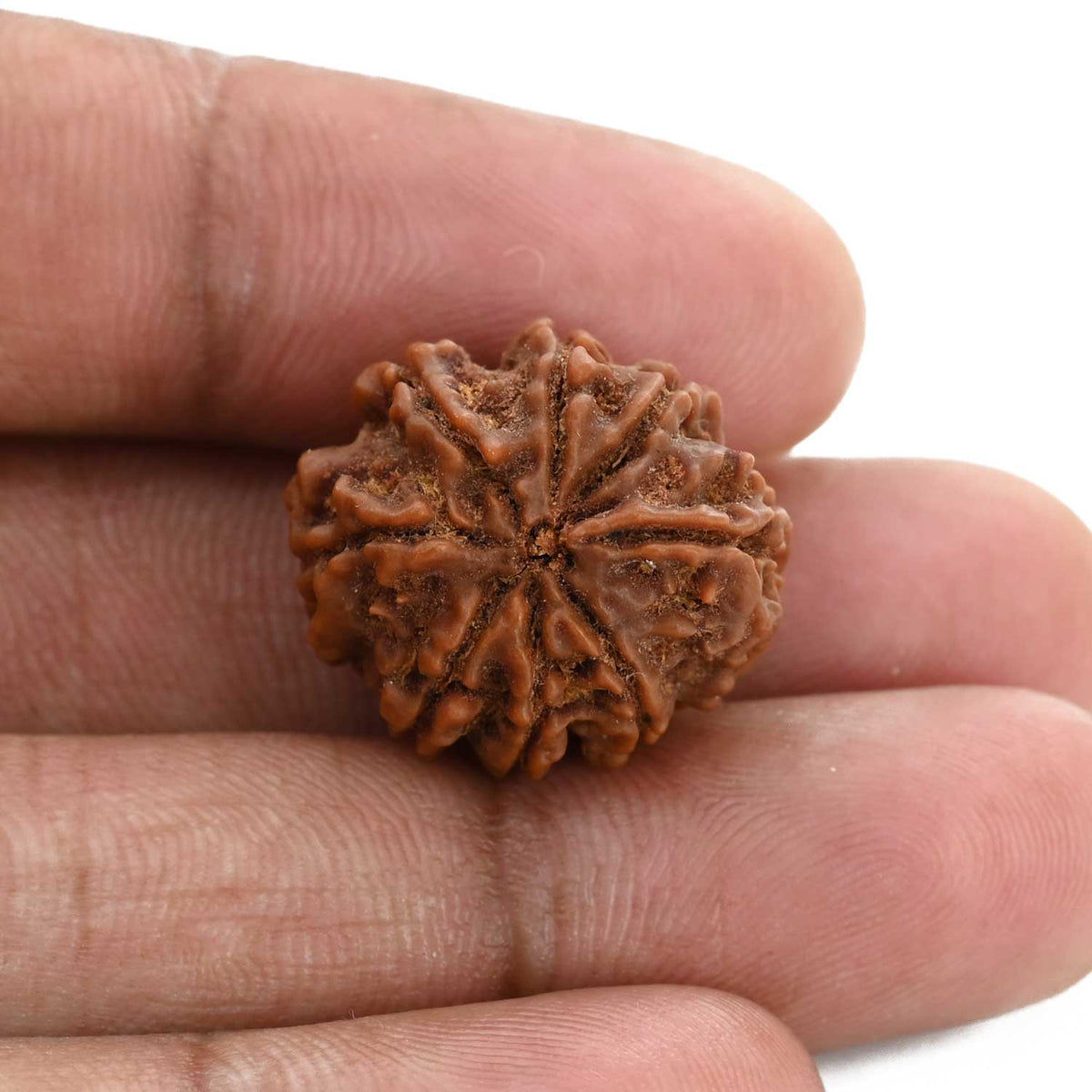 8 Mukhi Rudraksha (Nepal) 21.3 M.M.