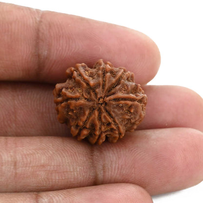 8 Mukhi Rudraksha (Nepal) 21.3 M.M.