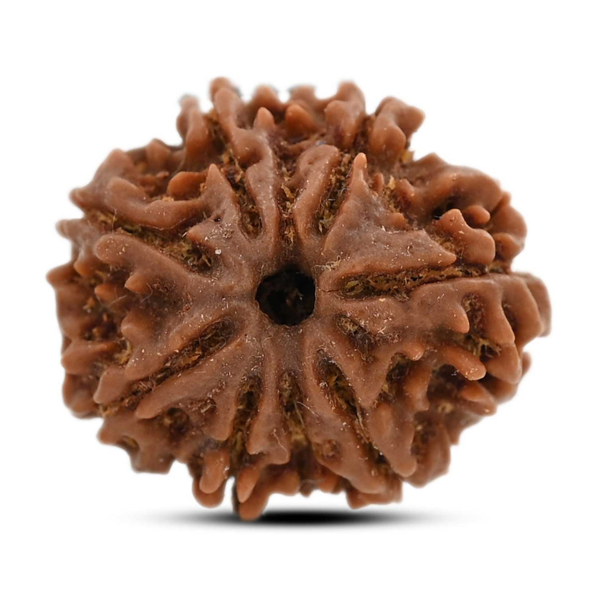 8 Mukhi Rudraksha (Nepal) 20.93 M.M.