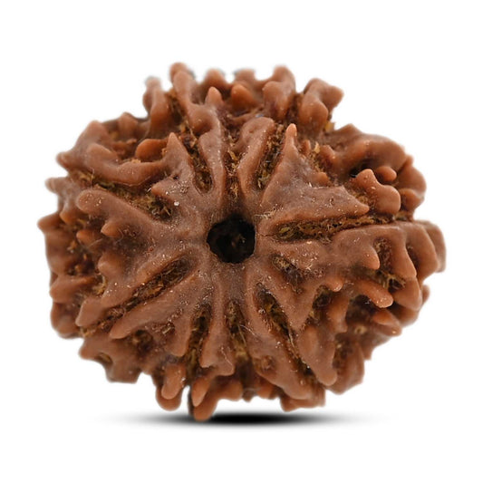 8 Mukhi Rudraksha (Nepal) 20.93 M.M.