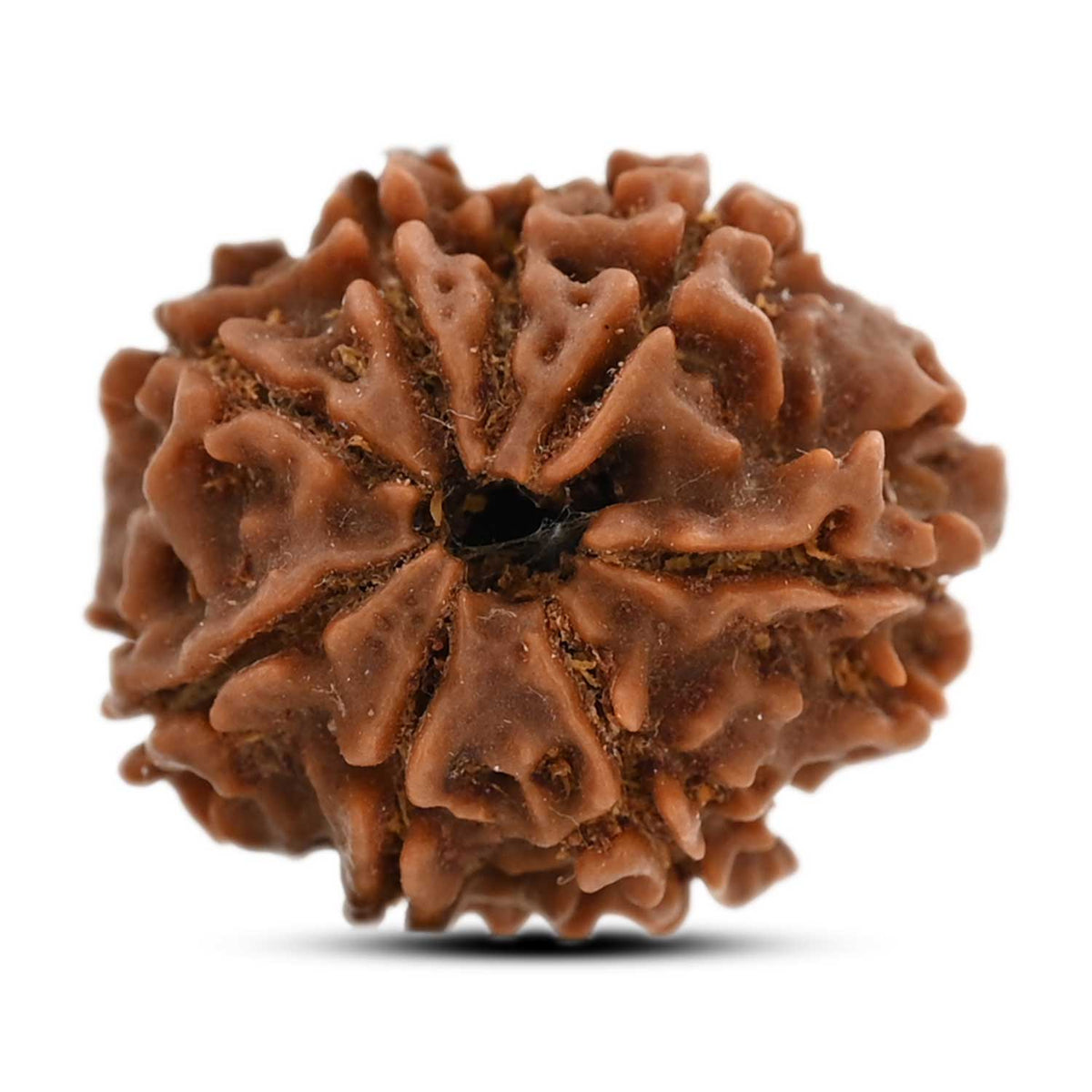 8 Mukhi Rudraksha (Nepal) 20.93 M.M.