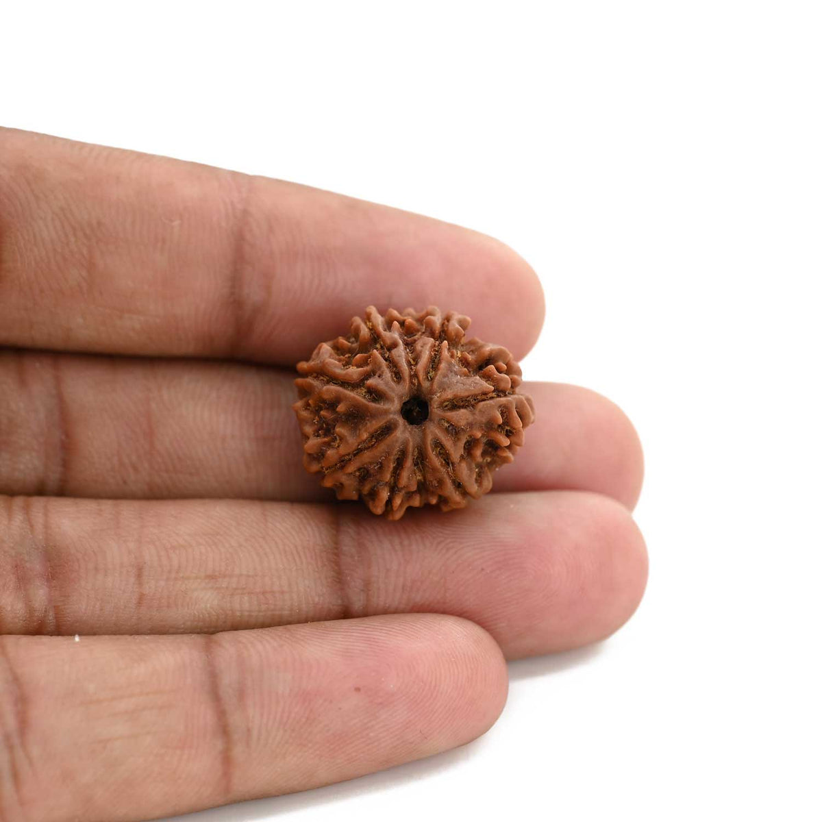 8 Mukhi Rudraksha (Nepal) 20.93 M.M.