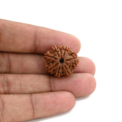 8 Mukhi Rudraksha (Nepal) 20.93 M.M.