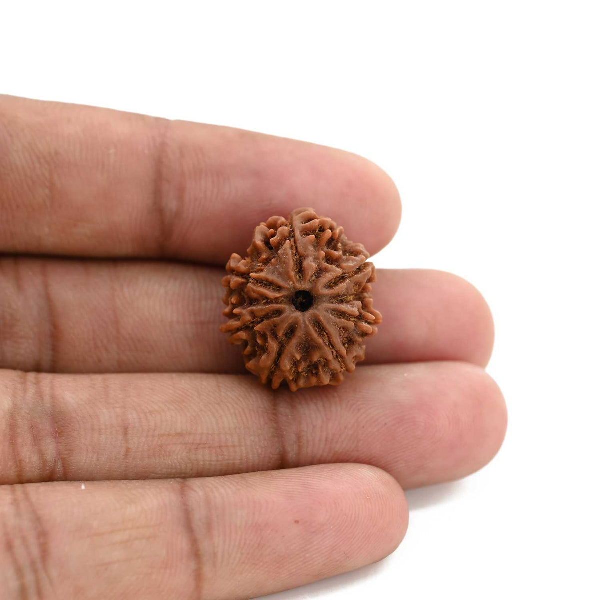 8 Mukhi Rudraksha (Nepal) 20.93 M.M.