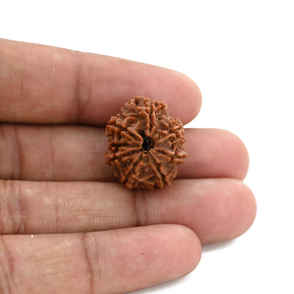 8 Mukhi Rudraksha (Nepal) 20.93 M.M.