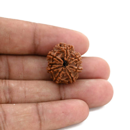8 Mukhi Rudraksha (Nepal) 20.93 M.M.