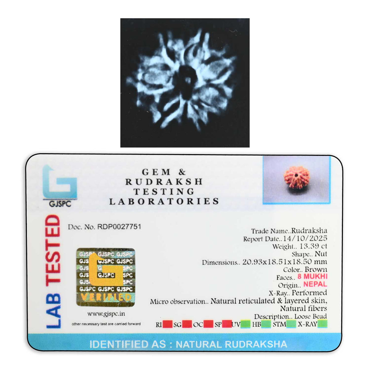 8 Mukhi Rudraksha (Nepal) 20.93 M.M.