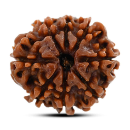 8 Mukhi Rudraksha (Nepal) 22.15 M.M.
