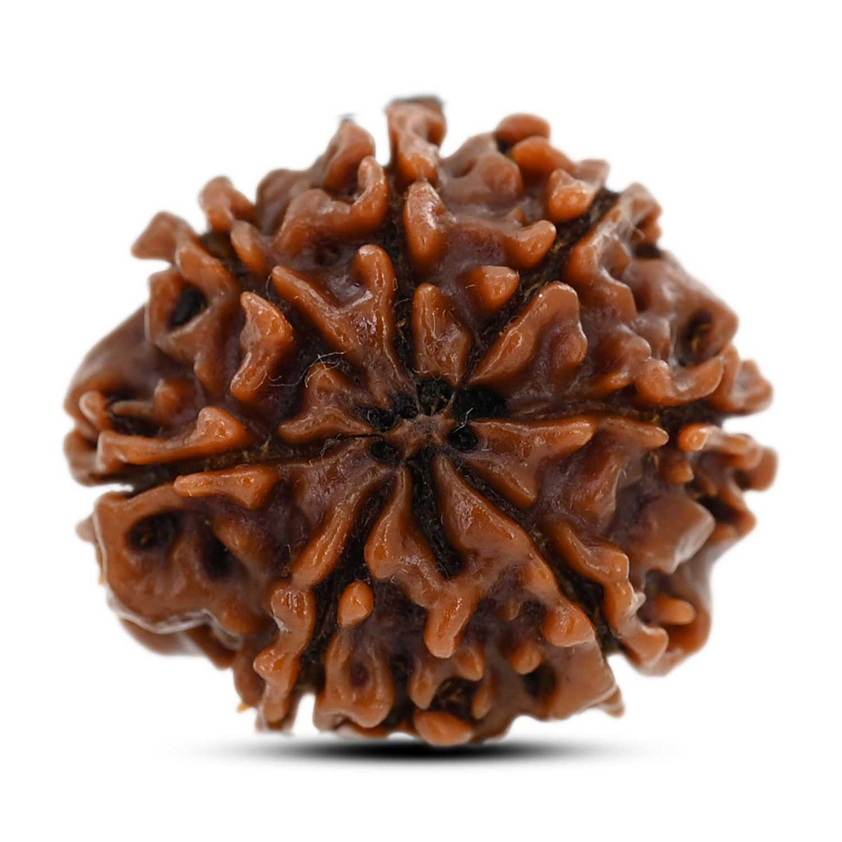 8 Mukhi Rudraksha (Nepal) 22.15 M.M.