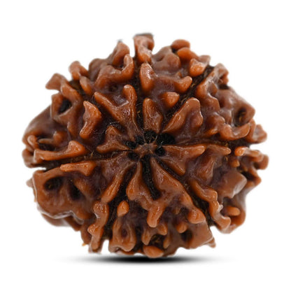 8 Mukhi Rudraksha (Nepal) 22.15 M.M.