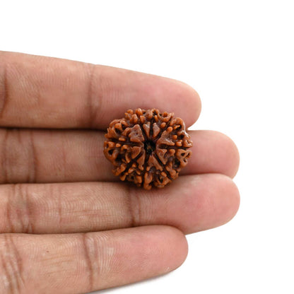 8 Mukhi Rudraksha (Nepal) 22.15 M.M.