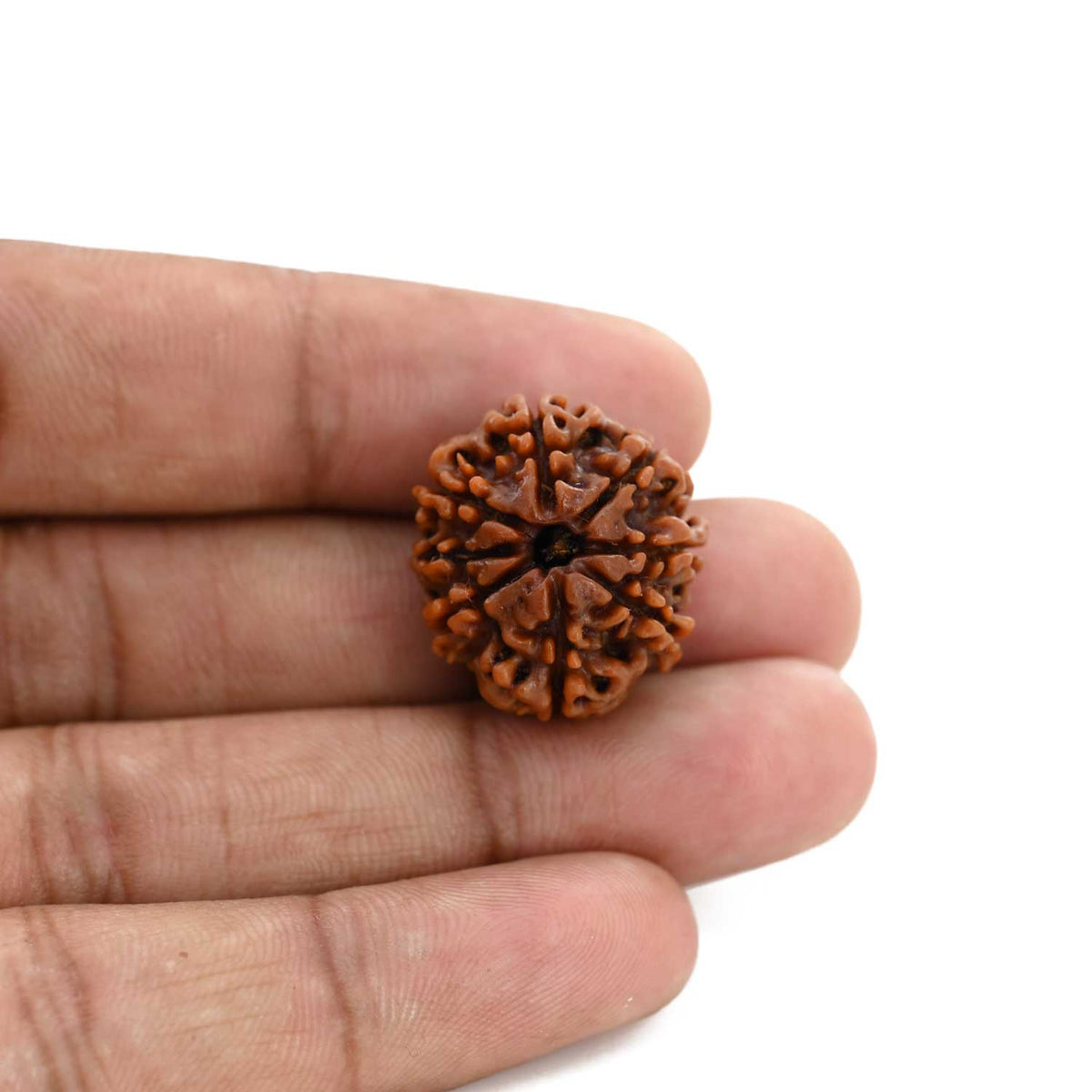 8 Mukhi Rudraksha (Nepal) 22.15 M.M.