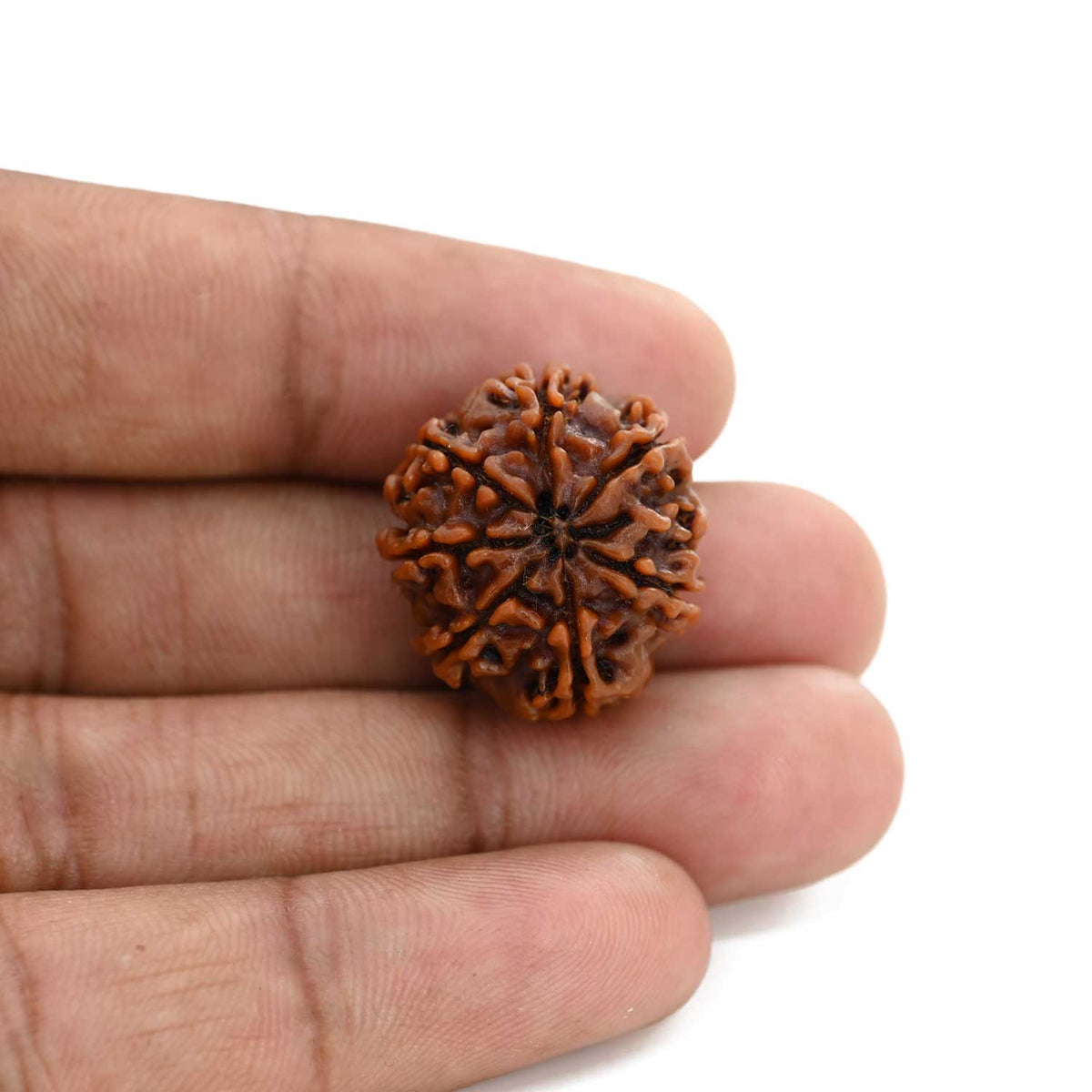 8 Mukhi Rudraksha (Nepal) 22.15 M.M.