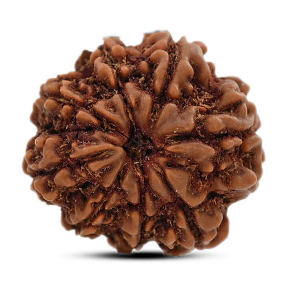 8 Mukhi Rudraksha (Nepal) 20.49 M.M.