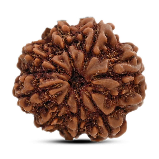 8 Mukhi Rudraksha (Nepal) 20.49 M.M.
