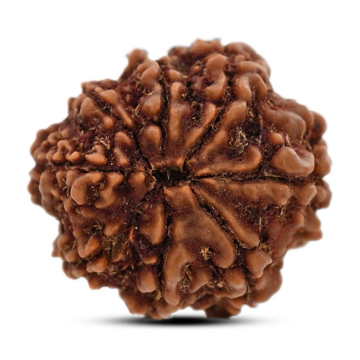 8 Mukhi Rudraksha (Nepal) 20.49 M.M.