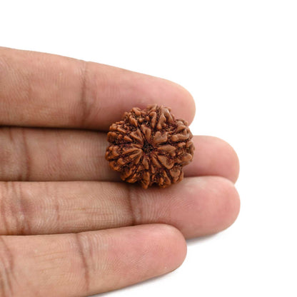 8 Mukhi Rudraksha (Nepal) 20.49 M.M.