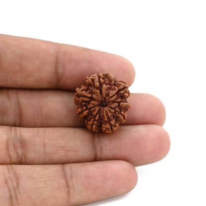 8 Mukhi Rudraksha (Nepal) 20.49 M.M.