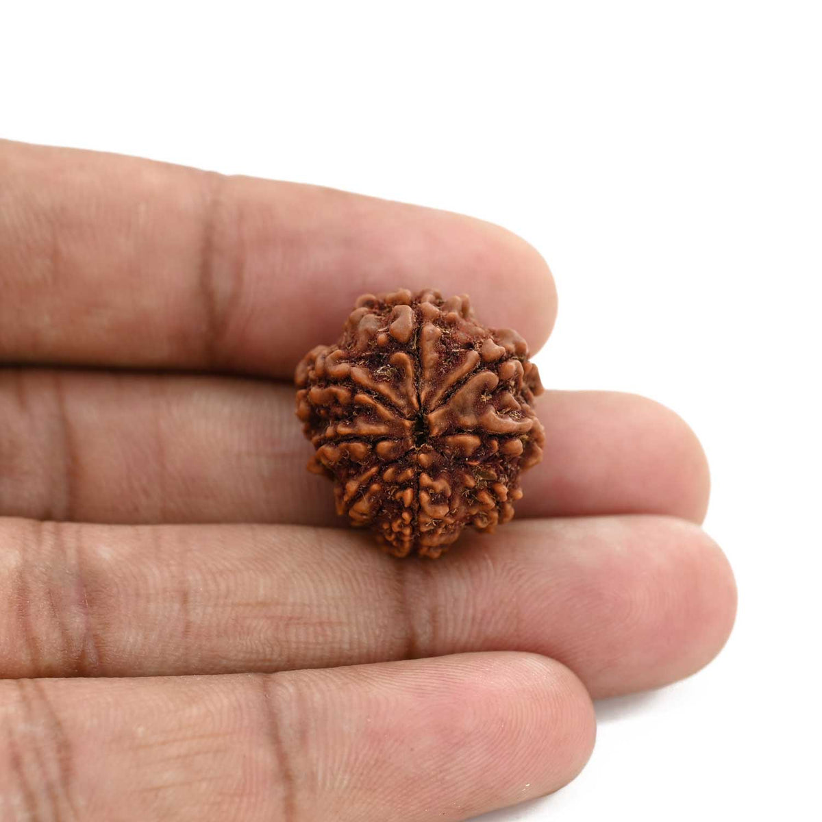 8 Mukhi Rudraksha (Nepal) 20.49 M.M.