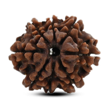 8 Mukhi Rudraksha (Nepal) 21.72 M.M.