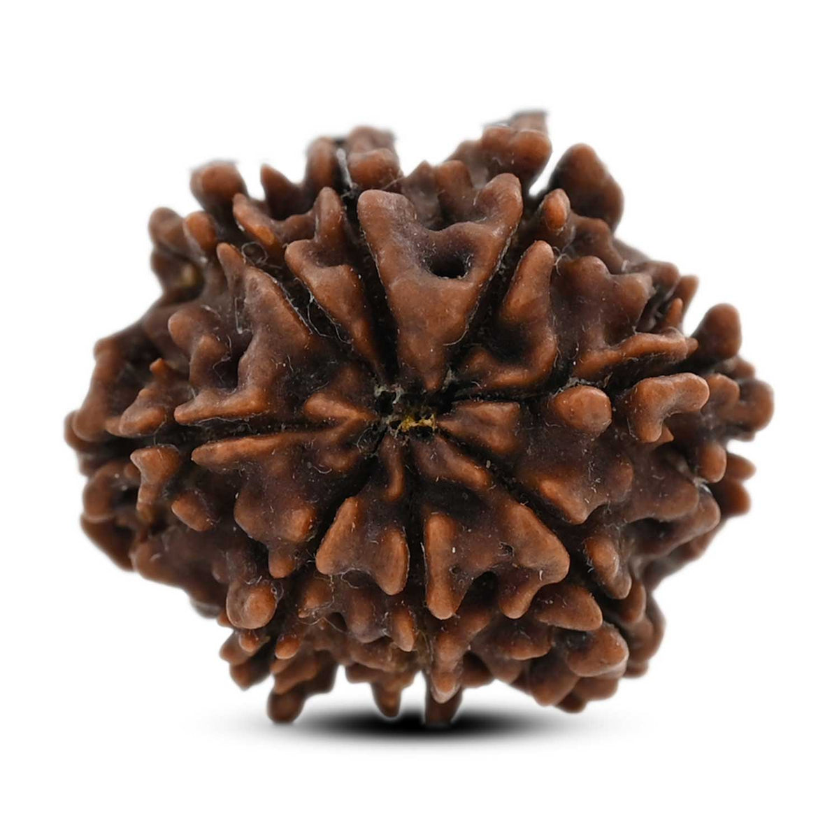 8 Mukhi Rudraksha (Nepal) 21.72 M.M.