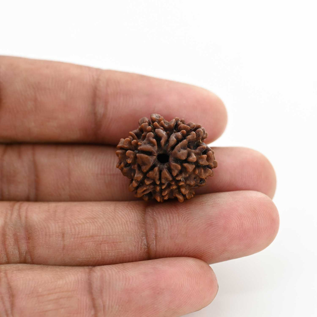 8 Mukhi Rudraksha (Nepal) 21.72 M.M.