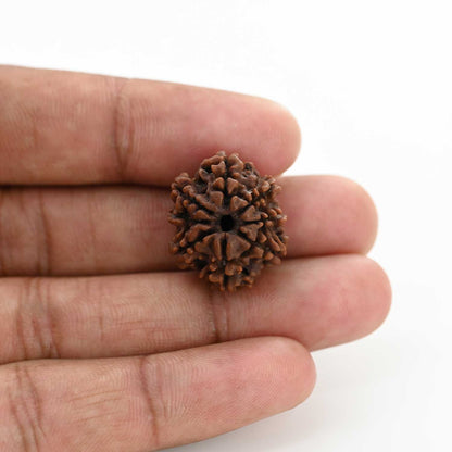 8 Mukhi Rudraksha (Nepal) 21.72 M.M.
