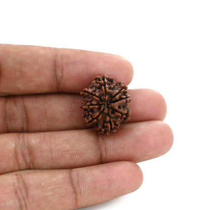 8 Mukhi Rudraksha (Nepal) 21.72 M.M.