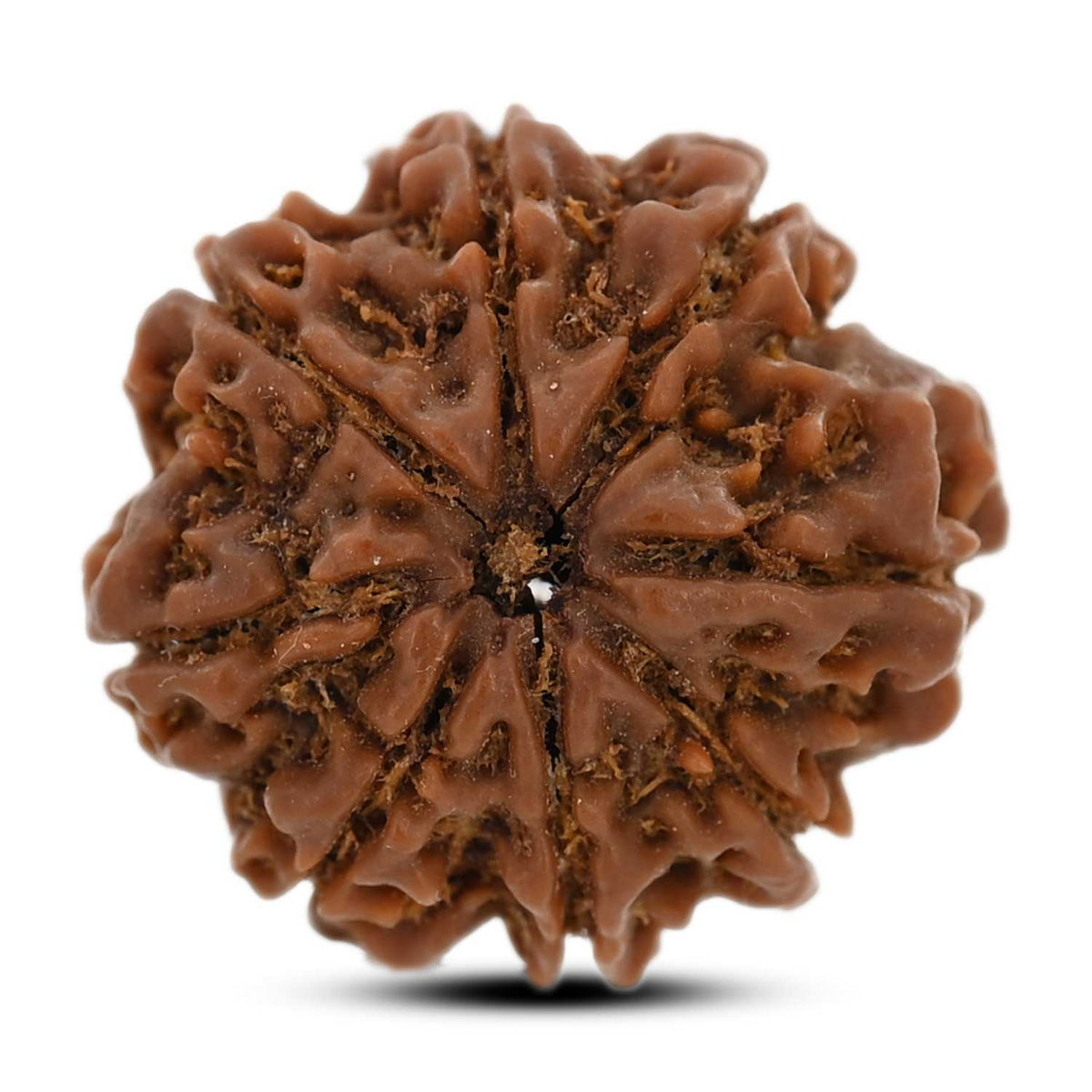 8 Mukhi Rudraksha (Nepal) 22.72 M.M.