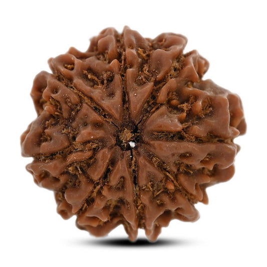8 Mukhi Rudraksha (Nepal) 22.72 M.M.