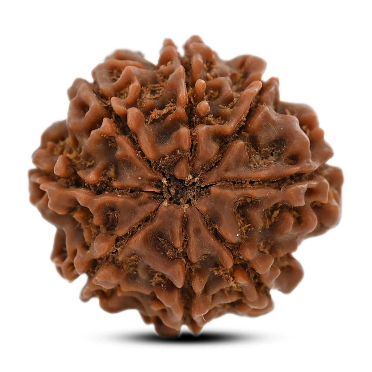 8 Mukhi Rudraksha (Nepal) 22.72 M.M.